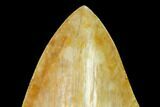 Serrated, Fossil Megalodon Tooth - Inch Indonesian Tooth! #148969-3